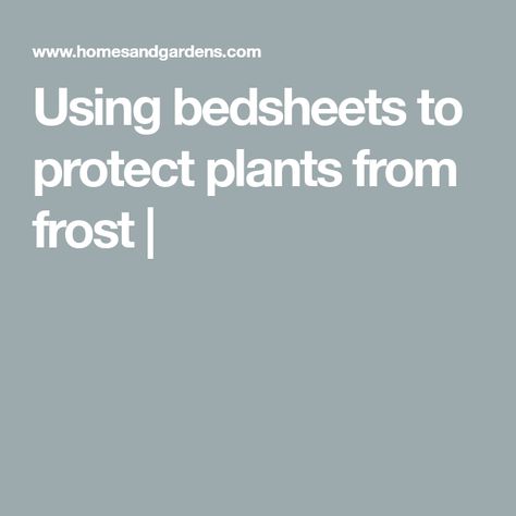 Using bedsheets to protect plants from frost | Protect Plants From Frost, Old Bed Sheets, Old Bed Frames, Best Bed Sheets, Sensitive Plant, Pole Beans, Gardening Hacks, Tomato Cages, Months Of The Year