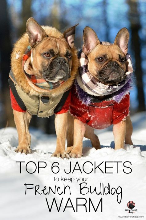 American Bully Pitbull, Jackets For Winter, Bully Pitbull, French Bulldog Breed, French Bulldog Clothes, Coat Pattern Sewing, Dog Coat, French Bull, Dog Jacket