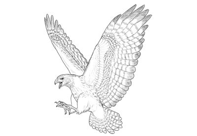 How to Draw a Hawk How To Draw A Hawk, Hawk Drawing Simple, Simple Hawk Drawing, Hawk Sketch, Red Tail Hawk Drawing, Hawk Illustration Drawings, Hawk Drawing, Hawk Illustration, Min Tattoo