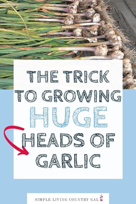 Growing Garlic Inside, How Deep To Plant Garlic, Raised Garlic Beds, Plant Garlic In Containers, Hydroponic Garlic How To Grow, Growing Garlic From Cloves In Pots, Planting Garlic In Fall In Containers, Garlic In Raised Beds, Garlic Garden Bed