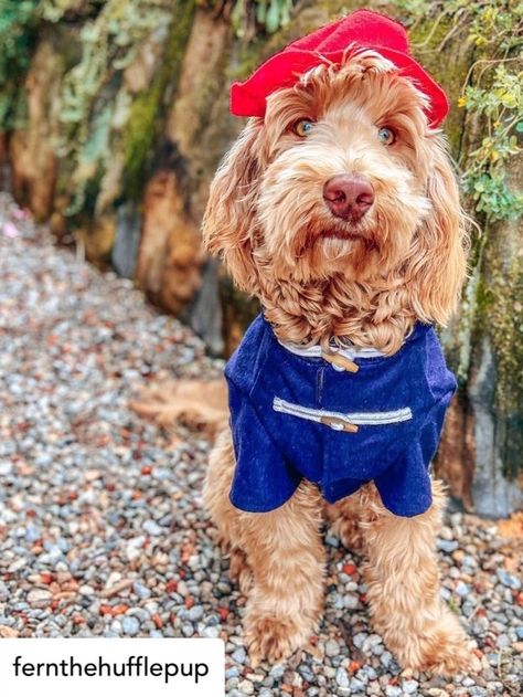 DIY Paddington Bear Dog Outfit Goldendoodle Halloween, Malti Poo, Paddington Bear, Bear Dog, Long Walks, Goldendoodle, Unique Diy, Dog Clothes, Halloween Costumes