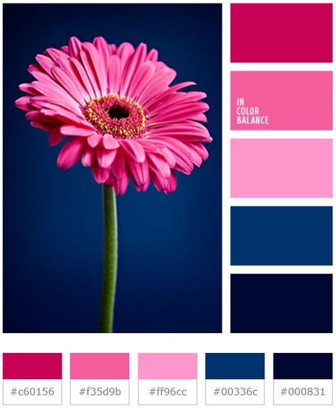 Hot Pink Color Palette, Pink And Blue Color Palette, Pink Color Palette, Elegance Fashion, Peacock Colors, Blue Color Palette, Pink Living Room, Hot Pink Color, Color Palette Pink