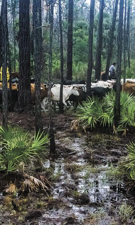 Go Crackers! The Great Florida Cattle Drive - COWGIRL Magazine Florida Wildlife Photography, Rural Florida Aesthetic, Pineywoods Cattle, Florida Cowgirl, Rural Florida, Florida Oil Painting, Florida Gothic, Wild Florida, Florida Farm