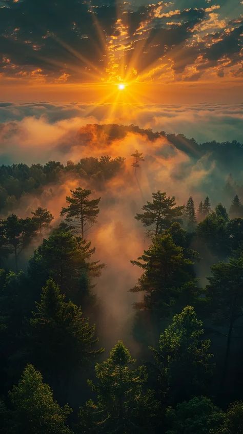 Midjourney AI Image: Drone shot from the top of a pine forest inside a wooden frame, at sunset, colorful beams of light a... → more in ai-img-gen.com Beautiful Images Nature Peace, Sunset Forest Aesthetic, Forest Scape, Sunset Mural, Forest At Sunset, Forest Sunrise, Land Scapes, Photography Inspiration Nature, Sunrise Aesthetic