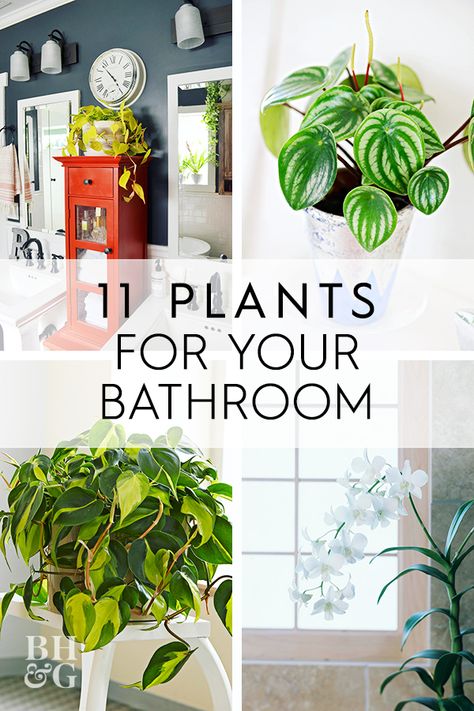 There's a trick to keeping houseplants thriving in dryer climates: It's the bathroom. Here are 11 plants for the bathroom. #indoorgardening #houseplants #indoorgardening #plantsforthebathroom #tropicalplants #bhg Easy Bathroom Plants, Plants For Bathroom Decorating Ideas, Plants In Bathroom Ideas Small Spaces, Flowers In The Bathroom, How To Organize House Plants, Small Plants For Bathroom, Garden Bathroom Decor, Plants In Small Bathroom, Bathroom Succulents