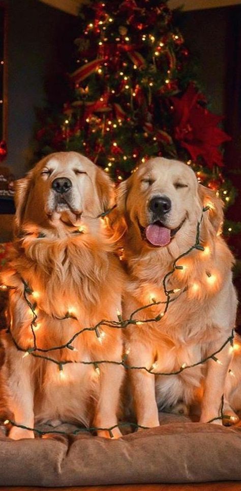 Christmas Mood Wallpaper, Golden Retriever Wallpaper Iphone, Mood Wallpaper Iphone, Merry Christmas Dogs, Christmas Golden Retriever, Dog Christmas Pictures, Christmas Wallpaper Iphone Cute, Merry Christmas Dog, New Year Pictures