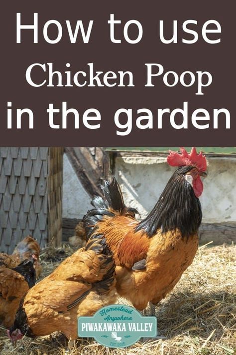 Dreamy Chicken Coop, Chicken Manure Fertilizer, Chicken Tips Backyard, Homesteading Chickens, Chicken Manure Compost, Chicken Composting, Chook House, Chickens 101, Chicken Perches