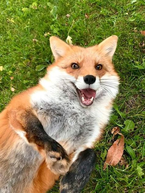 Fox Breeds, Silly Animal Pictures, Happy Fox, Fox Artwork, Fox Pictures, Fox Lover, Karakter Disney, Orange Fox, Pet Fox