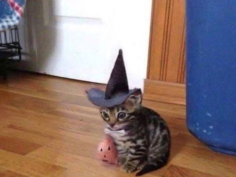 Kitten Halloween Funny Halloween Memes, Halloween Memes, Koci Humor, Funny Animal Photos, Funny Cat Memes, Silly Cats, Cute Kittens, Funny Animal Pictures, Visual Kei