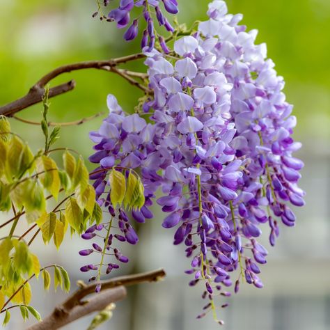 wisteria-sinensis-chinese-wisteria Laurel Shrub, Dragon Fruit Cactus, Chinese Wisteria, Wisteria Vines, Wisteria Pergola, Wisteria Plant, Wisteria Vine, Weeping Cherry Tree, Arborvitae Tree