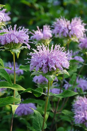 Bergamot Plant, Monarda Fistulosa, Bergamot Flower, Prairie Nursery, Wild Bergamot, Dried Arrangements, Purple Garden, Bee Balm, Diy Gardening