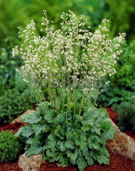 Heuchera sanguinea 'White Cloud' Coral Bells Plant, Coral Bells Heuchera, Coral Bells, Coral Flowers, Ground Cover Plants, Hardy Perennials, City Garden, Have Inspiration, Flower Display