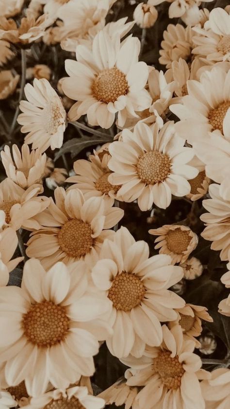 Tan Phone Wallpaper, Beige Aesthetic Wallpaper, Phone Wallpaper Aesthetic, Aesthetic Ipad, Beige Aesthetic, Phone Screen, Wallpaper Aesthetic, Aesthetic Wallpaper, Aesthetic Wallpapers