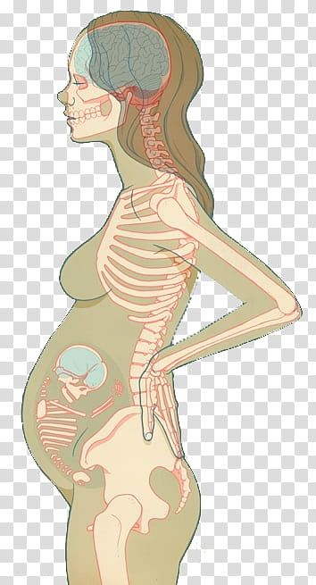 Pregnant Anatomy Drawing, Mother And Baby Images, Anatomy Clipart, Human Body Bones, Pregnant Cartoon, Pregnancy Drawing, Human Rib Cage, Maternity Silhouette, Pregnancy Illustration