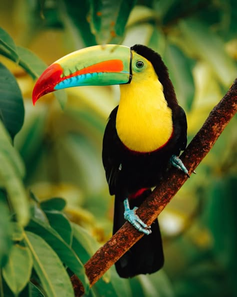 Planning a trip to Costa Rica? In this post I my Cost Rica Travel Tips including the best places to see and must see destinations, including hotel tips, the best photo spots in Costa Rica, and the best activities in Costa Rica / #costarica Costa Rica Travel Guide, Costa Rica must see, Costa Rica highlights // a toucan sitting on a tree in Costa Rica Cosmic Animals, Keel Billed Toucan, Toucan Art, Puffins Bird, Rainforest Animals, World Birds, Tropical Animals, Bird Pictures, Exotic Birds