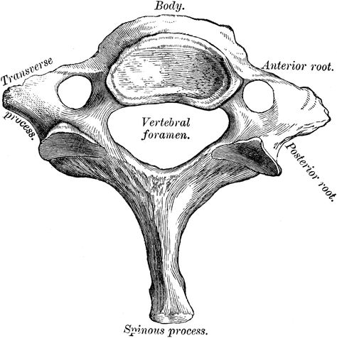 cervical vertebrae | Seventh Cervical Vertebra Cervical Vertebrae Drawing, Cervical Vertebrae Anatomy, Vertebrae Anatomy, Vertebrae Art, Drawing Anatomy, Cervical Vertebrae, Science Notes, Medical Anatomy, Anatomy Drawing