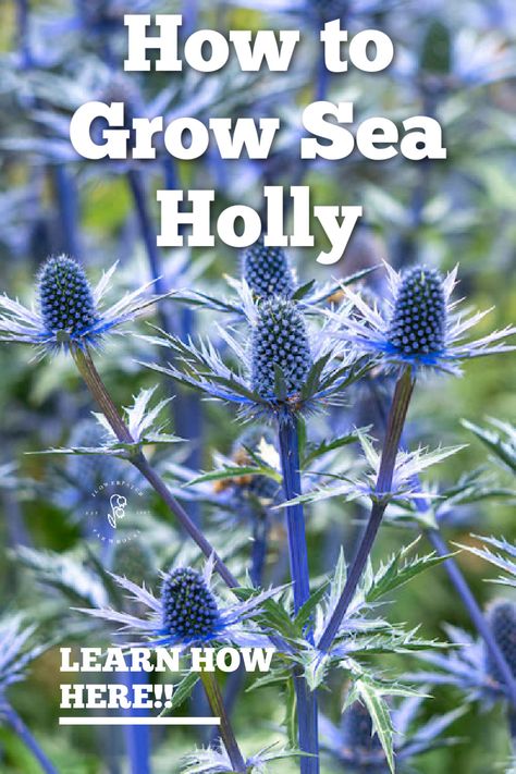 Transform Your Garden into a Pollinator's Paradise with the Enchanting Sea Holly! Discover easy care tips to grow vibrant, blue blooms that attract bees and butterflies, creating a buzzing haven right in your backyard. Dive into our guide and let the magic of sea holly elevate your outdoor space! Blue Sea Holly, Holly Plant, Dried Arrangements, Backyard Gardens, Bees And Butterflies, Sea Holly, Flower Garden Design, Easy Care Plants, Diy Backyard Landscaping