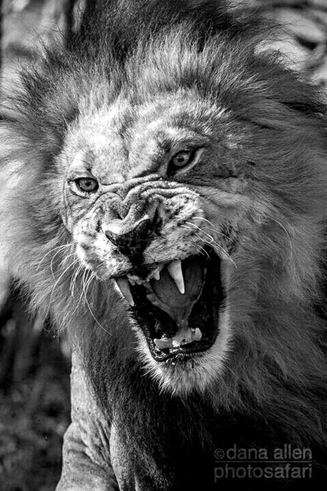 Lion Snarl, White Lion Images, Lion Chest Tattoo, Lion Wallpaper Iphone, Lion Sketch, Lion Head Tattoos, Lion Photography, Lions Photos, Lion And Lioness