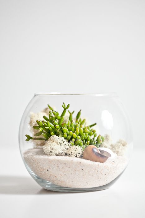 Small spaces/traveling home: white sand terrariums to add greenery to your home. Sand Terrarium, Fish Aquarium Decorations, Cactus Terrarium, Fish Tank Terrarium, Beautiful Terrariums, Terrariums Kits, Garden Terrarium, Plant Spacing, Self Watering Planter