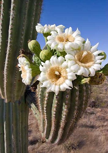 "The End of the Season," by Gerry Morgan, via Flickr. Saguaro flower season in the Arizona desert. Click through to read more about the saguaro fruit. Blooming Cactus, Desert Flowers, Cactus Flowers, Cactus Plant, Saguaro Cactus, Desert Plants, Cactus Y Suculentas, Cactus Garden, Cactus Flower