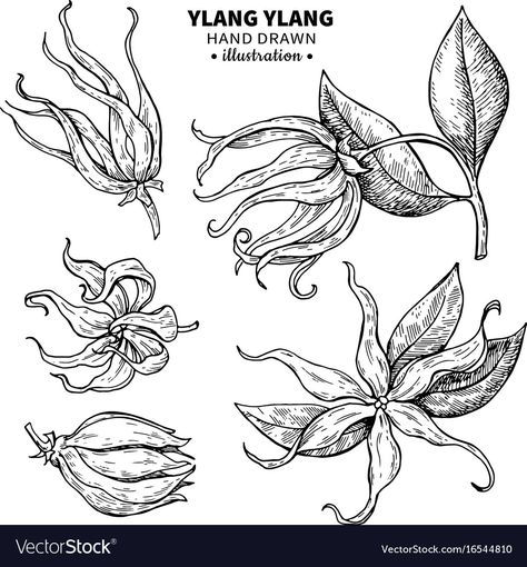 Fragrance Illustration, Tropical Flower Tattoos, Hibiscus Tattoo, Ylang Ylang Flower, Handpoke Tattoo, Forearm Tattoo Women, Ipad Drawings, Cosmetics Ingredients, Flower Sketches