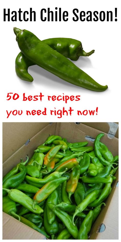 Recipes With Hatch Peppers, 505 Southwestern Green Chili Recipes, Pickled Hatch Peppers, Fresh Hatch Green Chile Recipes, Fresh Green Chile Recipes, Fresh Hatch Chili Recipes, Hatch Peppers Recipes, Dried Hatch Chile Recipes, Roasted Hatch Green Chile Recipes