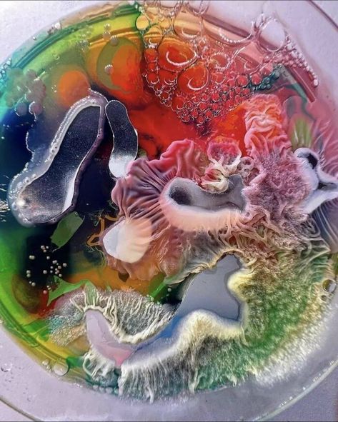 Bacteria Art, Silicone Art, Petri Dish Art, Mold Art, Growth And Decay, Petri Dishes, Decorative Gourds, Bio Art, Petri Dish