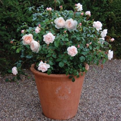 The Generous Gardener - David Austin Roses Iceberg Climbing Rose, Small Garden Plans, Container Roses, Rose Plant Care, Landscape Luxury, French Roses, Creative Garden Decor, Porch Life, Porch Flowers