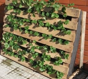 strawberry Strawberry Planter Pallet, Strawberry Planters Diy, Vertical Pallet Garden, Vertical Vegetable Gardens, Gutter Garden, Strawberry Planters, Strawberry Garden, Pallet Planter, Growing Strawberries