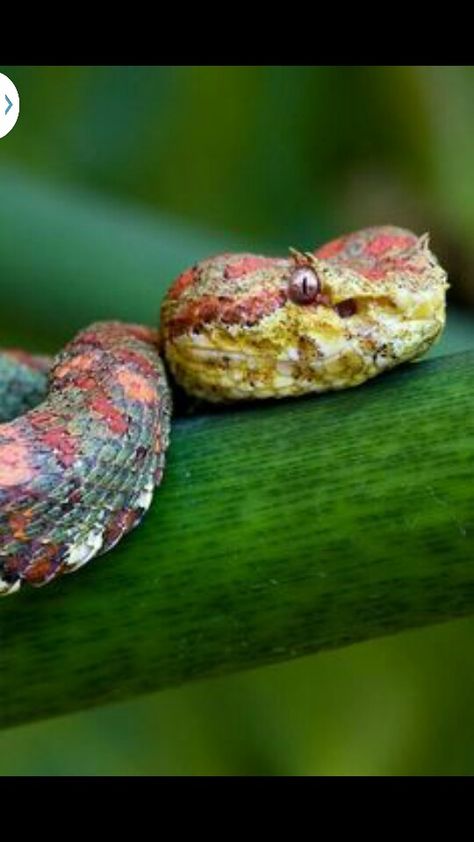 This is the Christmas Tree Eyelash Viper. Possibly the gayest snake in the animal kingdom. OH Gurl! Beautiful! Look at those long lashes! Eyelash Viper, Spiders And Snakes, Pit Vipers, Super Snake, Centipedes, Colorful Snakes, Venomous Snakes, Pit Viper, Snake Lovers