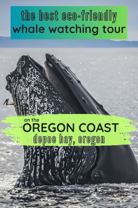 whale image with text the best eco friendly whale watching tour on the oregon coast depoe bay oregon Depoe Bay Oregon, Oregon Trip, Oregon State Parks, Depoe Bay, Bucket List Family, The Resident, Oregon Travel, The Whale, Oregon State