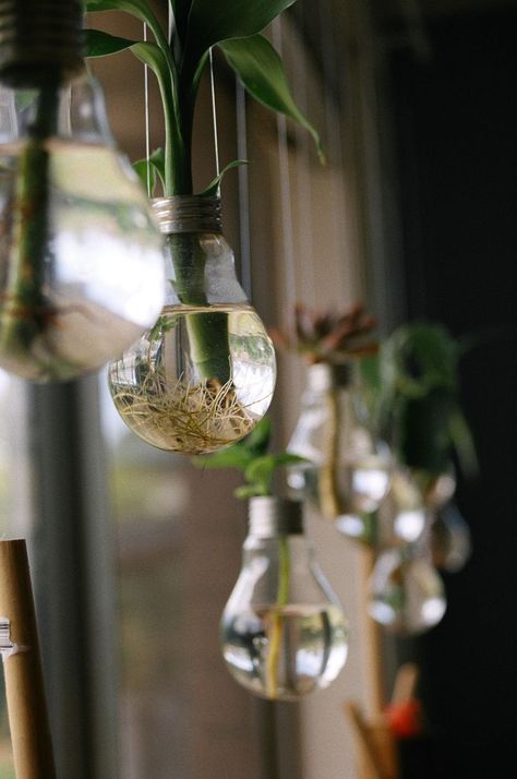 bamboo planted in light bulbs Bamboo Garden, Lucky Bamboo, Old Lights, Bamboo Crafts, Bamboo Plants, Plant Lighting, Diy Plants, Cool Plants, Hanging Planters