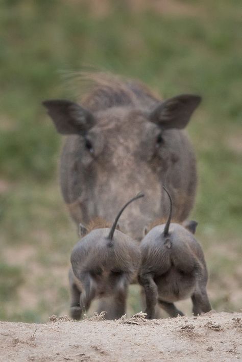 *flitz* by Marion Vollborn / 500px Wild Pig, Animal Magic, Wildlife Animals, Sweet Animals, Cuteness Overload, Animals Friends, Beautiful Creatures, Pigs