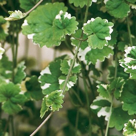 Variegata - Creeping Charlie - Glechoma hederacea | Proven Winners Creeping Charlie, Ground Ivy, Small Purple Flowers, Shade Loving Perennials, Jungle Gardens, Purple Plants, Trailing Plants, Proven Winners, Zone 5