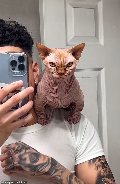 Hairless 'Bullycats' with 'exaggerated' features are being bred in Britain and are gaining a 'disturbing following' on social media Baby Hairless Cat, Cat Hairless, Cute Hairless Cat, Labels Printables, Hairless Cats, Munchkin Cat, Bully Dog, Hairless Cat, Celebrity Workout