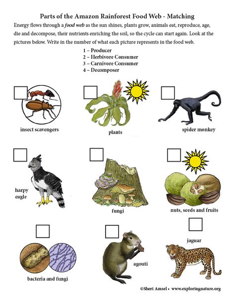 Parts of the Amazon Rainforest Food Web - Matching Rainforest Food Web, Food Webs, Animal Report, The Amazon Rainforest, Food Web, Amazon Rainforest, The Amazon, Life Cycles, Animals