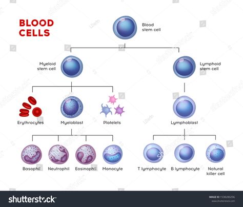 \t\nVector types of blood cells. Erythrocytes, eosinophil, neutrophil, plateletes, leukocytes, lymphocytes, monocytes, basophil etc. Educational chart #Ad , #Aff, #Erythrocytes#eosinophil#neutrophil#cells Types Of Blood Cells, Cell Signaling, Med Notes, Basic Anatomy, Educational Chart, Basic Anatomy And Physiology, Educational Illustration, Funny Phone, Medical Laboratory