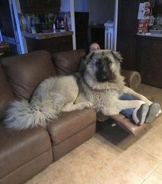 Caucasian Shepherd Puppies, Caucasian Dog, Caucasian Shepherd Puppy, Russian Bear Dog, Dogs Silly, Caucasian Ovcharka, Asian Dogs, Russian Bear, Keeshond Dog