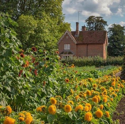 Pause Café, House And Garden, Cottage In The Woods, Dream Cottage, Cottage Core Aesthetic, Cottagecore Aesthetic, + Core + Aesthetic, Mellow Yellow, Pretty Places