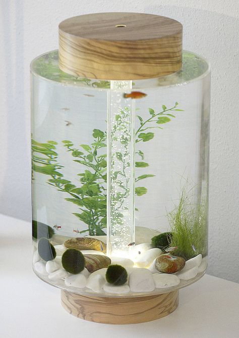 Elegant Swedish Aquarium – Fubiz Media Aquarium Diy, Tanaman Air, Small Fish Tanks, Cool Fish Tanks, Mini Aquarium, Indoor Water Garden, Aquarium Terrarium, Diy Aquarium, Betta Fish Tank