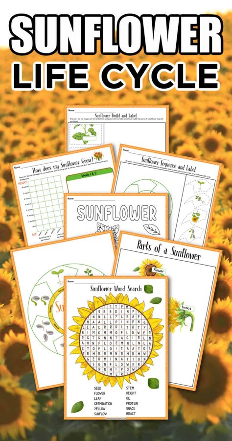 Sunflower Activity, Free Fall Worksheets, Fall Worksheets For Kids, September Crafts For Kids, Sunflower Word, Sunflower Life Cycle, Sunflower Coloring, Printable Sunflower, Sunflower Coloring Pages