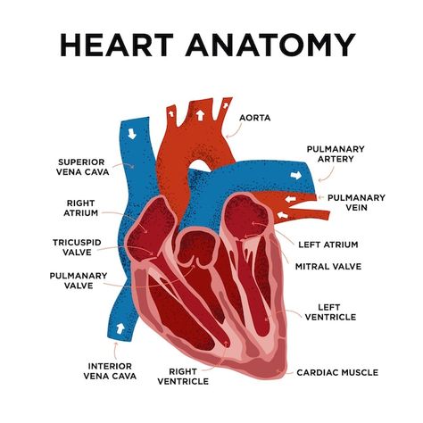 Heart anatomy diagram human heart struct... | Premium Vector #Freepik #vector #human-heart #heart-anatomy #arteries #heart-organ Heart Diagram Anatomy, Biology Heart, Human Heart Diagram, Heart Structure, Tricuspid Valve, Heart Diagram, A Human Heart, Mitral Valve, Heart Anatomy