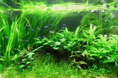 Low Tech Tank Show-and-Tell (low tech can be lush, too! =) - Page 51 - The Planted Tank Forum Planted Tank Ideas, Aquaponics Aquarium, Indoor Landscaping, Aquaponics Fish, Aquaponics Diy, Aquatic Garden, Garden Site, Aquaponic Gardening, Diy Aquarium