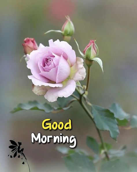 Morning Massage, Greetings For The Day, Latest Good Morning Images, Good Morning Massage, Ashok Kumar, Latest Good Morning, Bunny Images, Purple Flowers Wallpaper, Flowers Images