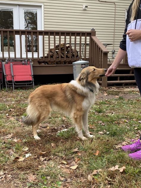 Lassie Dog, Scotch Collie, English Shepherd, Collie Puppy, Aussie Christmas, Live Beautiful, Collie Puppies, Animal References, Rough Collie