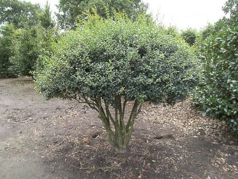 Osmanthus burkwoodii Osmanthus Burkwoodii, Roof Gardens, Garden Plan, Garden Beautiful, Gardening Plants, Plant List, Shade Plants, Green Garden, Front Garden