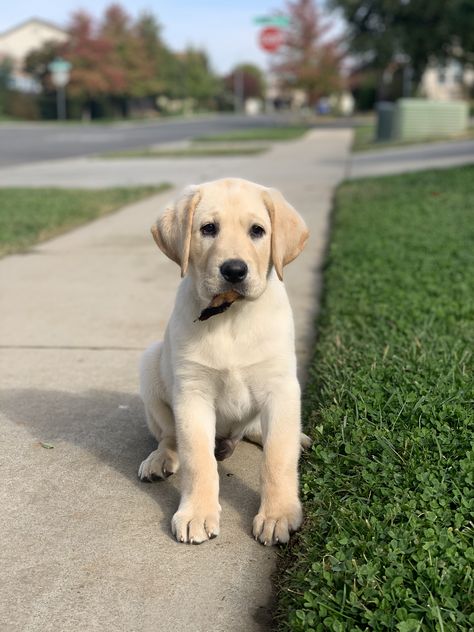 Yellow Labrador Retriever Puppy, Cute Dogs Images, Yellow Labrador Retriever, Lab Puppy, Me And My Dog, Cute Animals Puppies, Labrador Retriever Puppies, Very Cute Dogs, Cute Dog Pictures