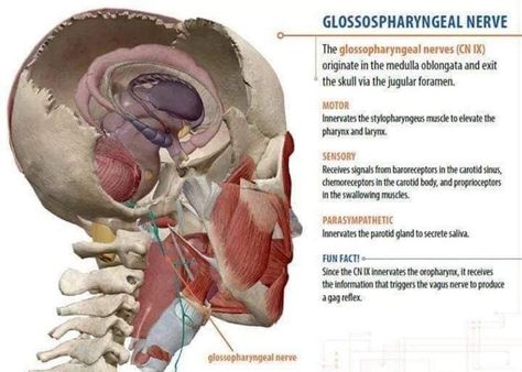 Glossopharyngeal Nerve Glossopharyngeal Nerve, Medical Photos, Medical Students, School Notes, Nerve, Medical