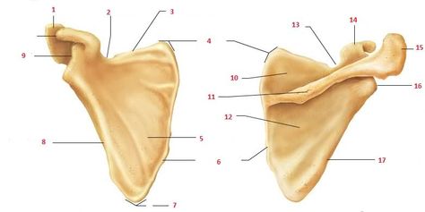 Image and video hosting by TinyPic Pectoral Girdle, Scapula Bone, Axial Skeleton, Cloud Type, Science Quiz, Skull Anatomy, Earths Rotation, Skeleton Anatomy, Animal Cell