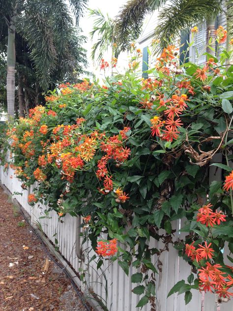 Mexican Flame Vine, The Meadows Key West. Mexican Flame Vine, Flame Vine, The Meadows, Key West, See It, Vines, Key, Plants, Flowers